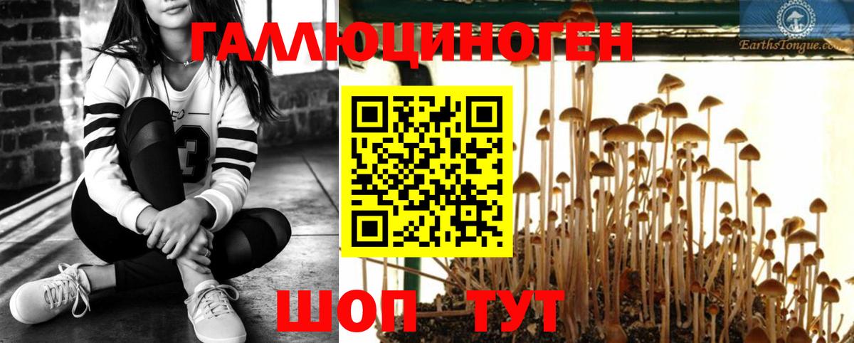Псилоцибиновые грибы Psilocybine cubensis Хасавюрт